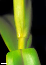 Veronica macrocarpa. Leaf bud with no sinus. Scale = 1 mm. This plant matches material identified as var. macrocarpa.
 Image: W.M. Malcolm © Te Papa CC-BY-NC 3.0 NZ